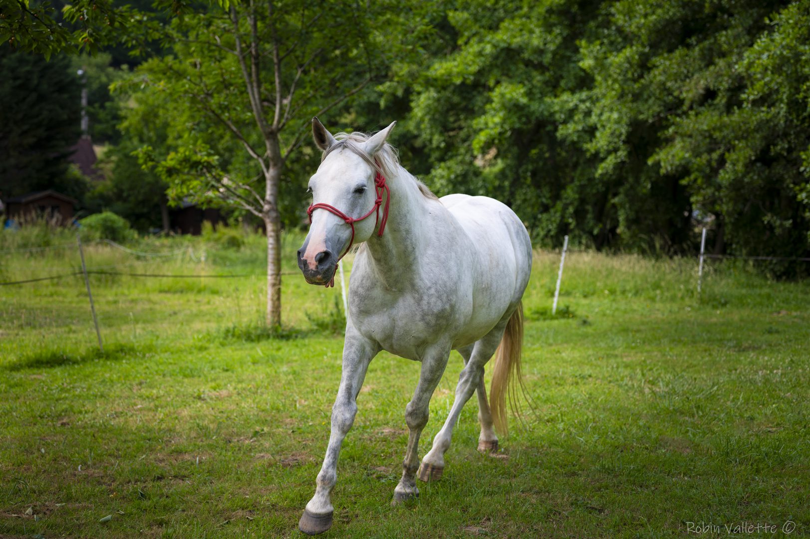 Confiance en soi - Monbourquette